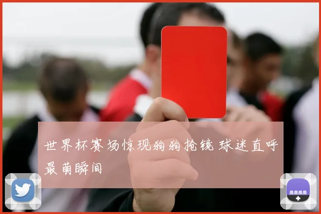 世界杯赛场惊现狗狗抢镜 球迷直呼最萌瞬间