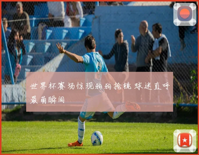 世界杯赛场惊现狗狗抢镜 球迷直呼最萌瞬间